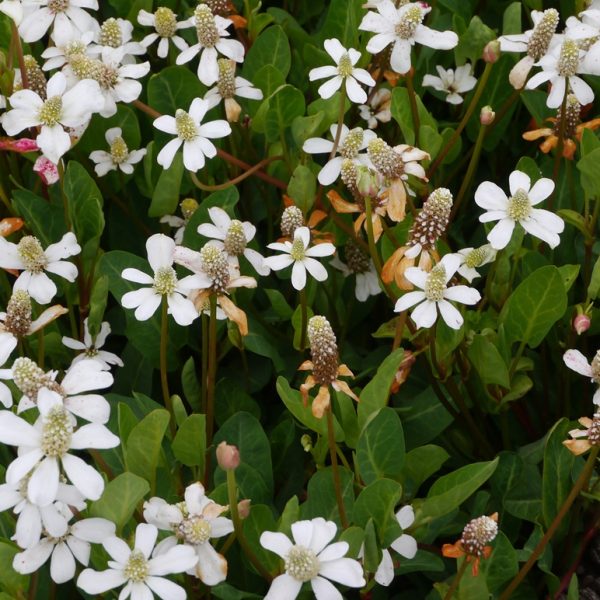 Yerba mansa (Anemopsis californica)