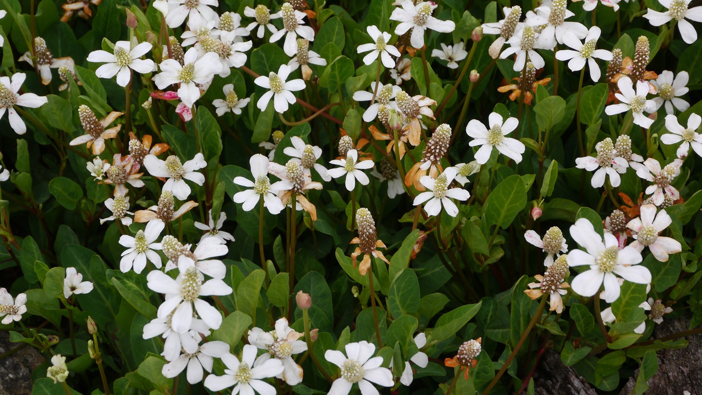 Yerba mansa