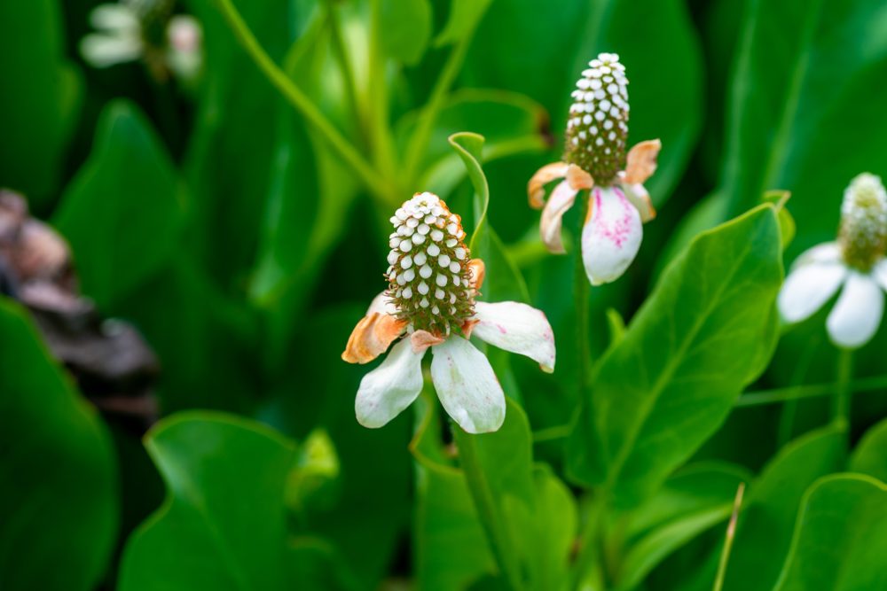 Yerba mansa (Anemopsis californica)