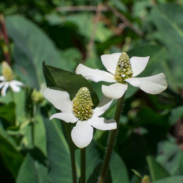 Yerba mansa (Anemopsis californica)