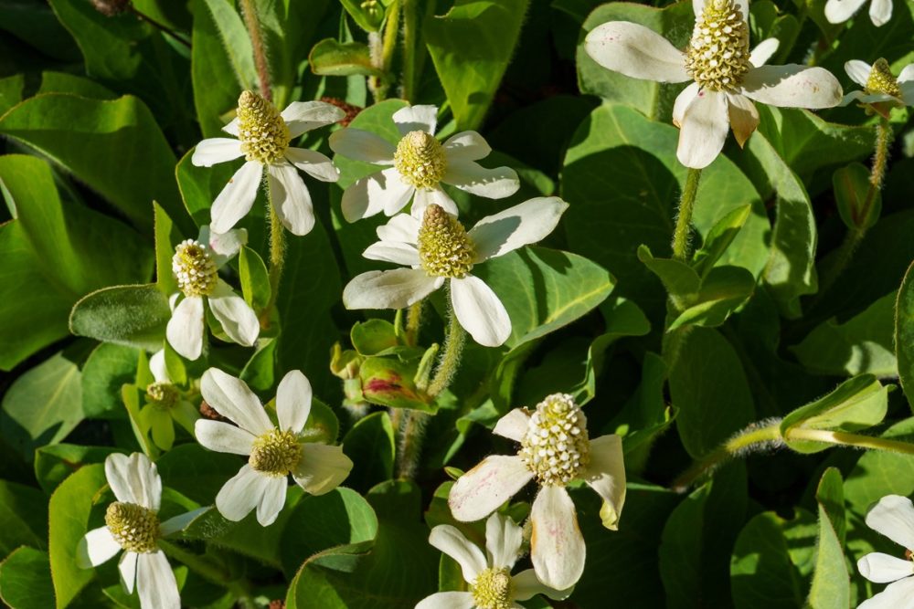 Yerba mansa (Anemopsis californica)