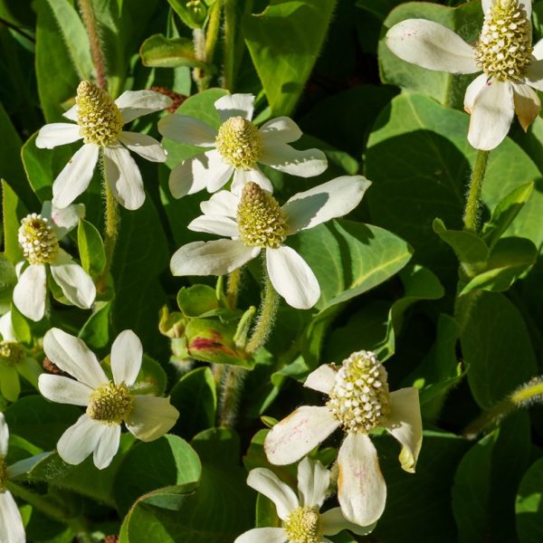 Yerba mansa (Anemopsis californica)