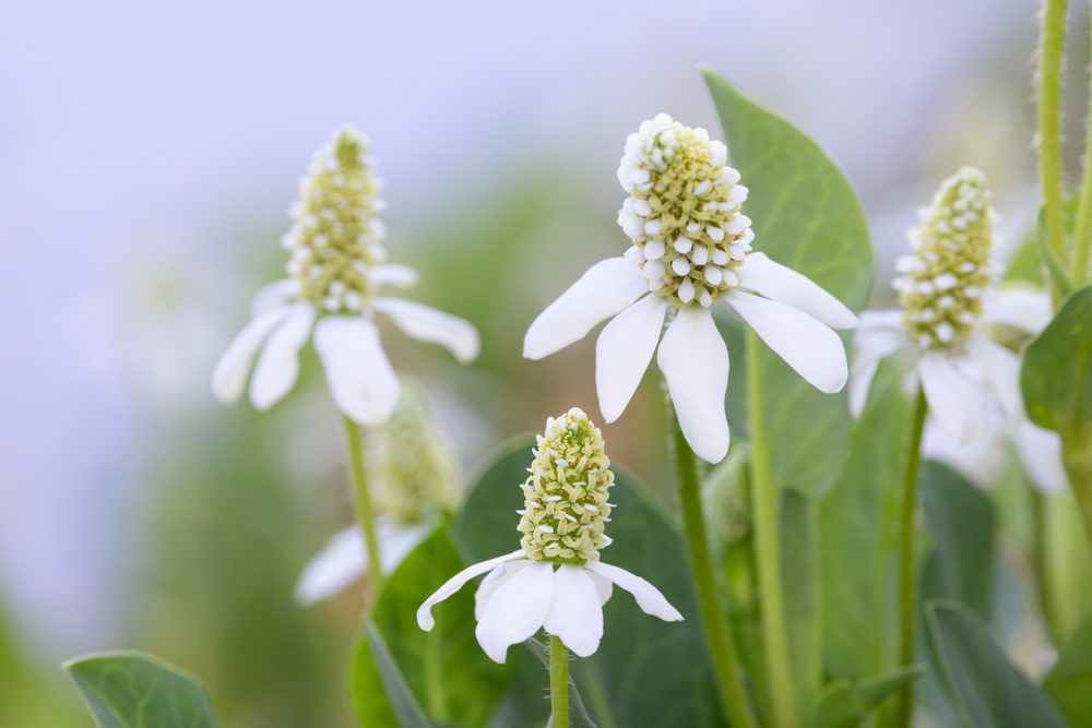 Yerba mansa (Anemopsis californica)
