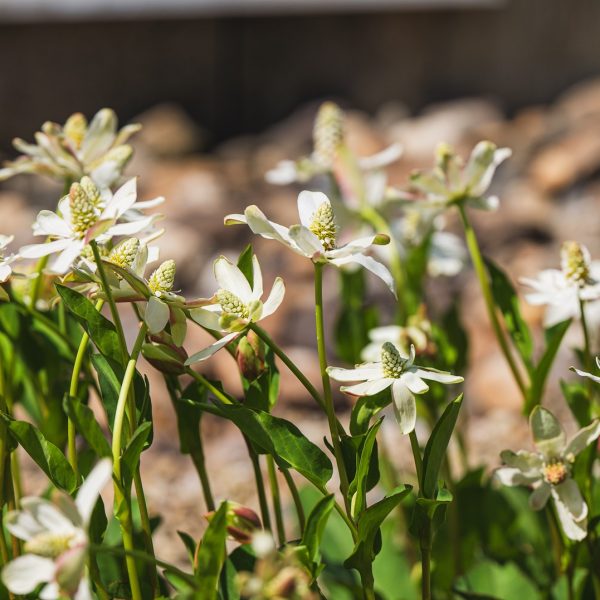 Yerba mansa (Anemopsis californica)