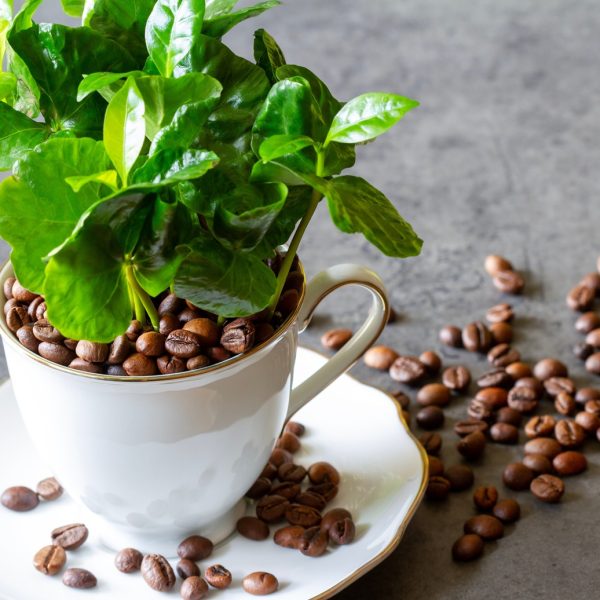 Coffee Under Pressure Disease Climate And Sustainability