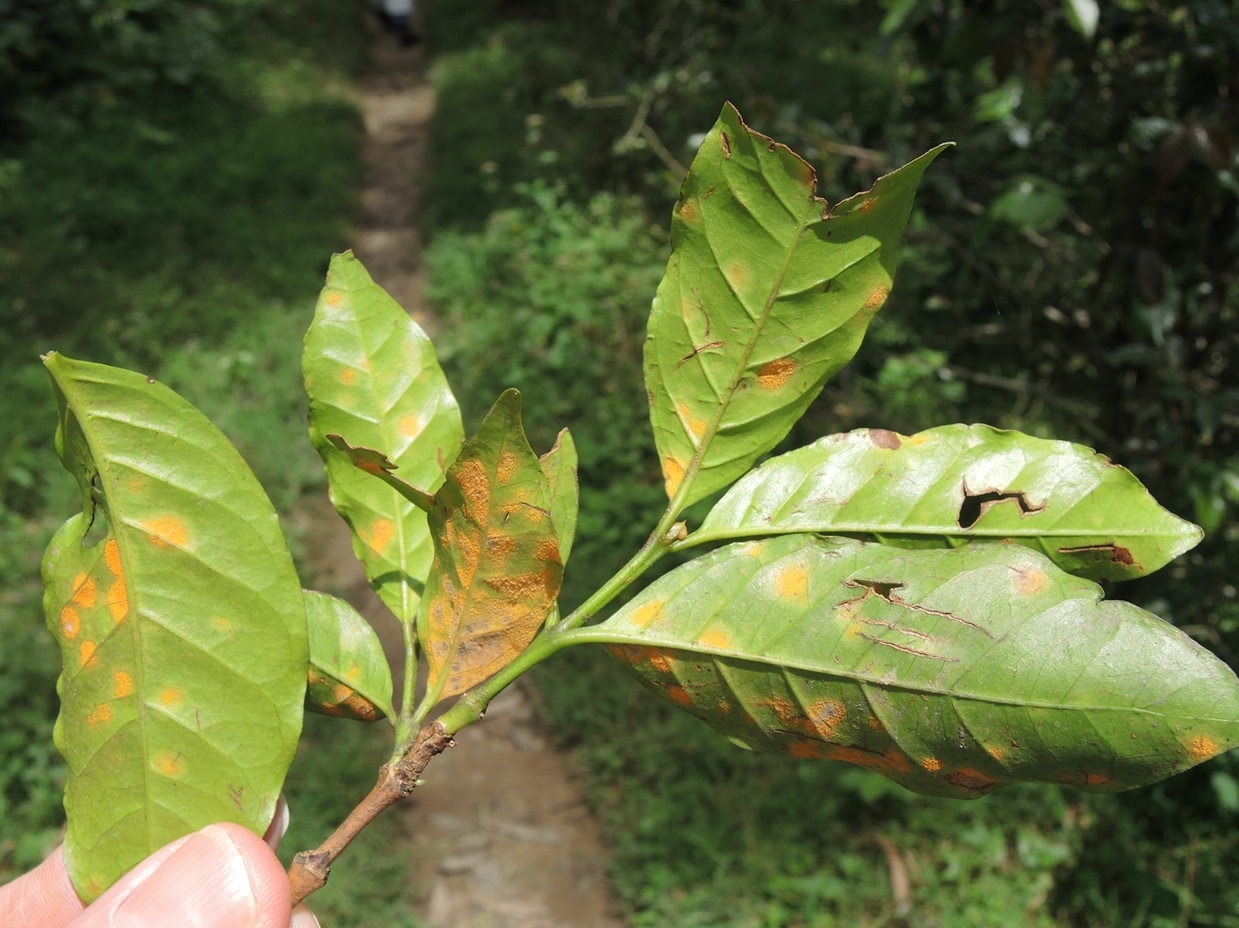Coffee Rust Near Gakene