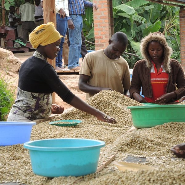 Coffee Under Pressure Disease Climate And Sustainability