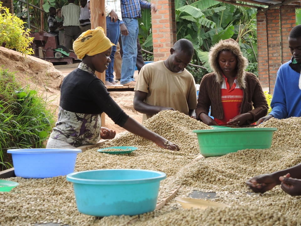 Coffee Under Pressure Disease Climate And Sustainability