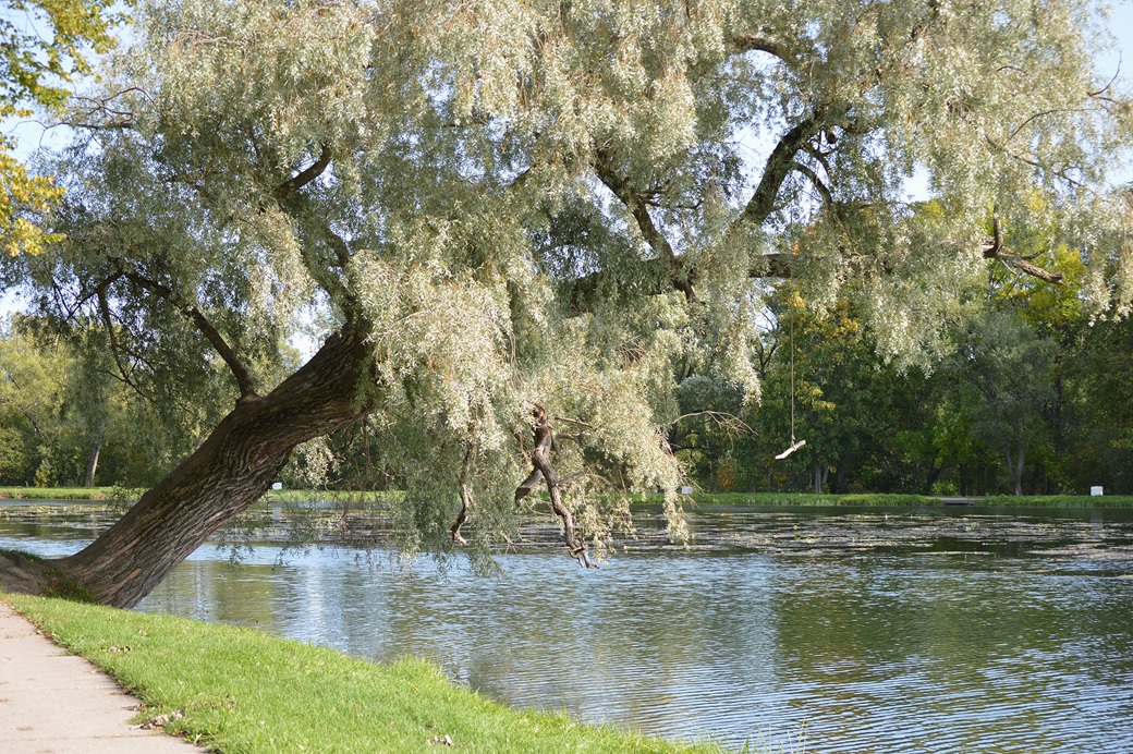 Phytochemicals Of Salix Alba