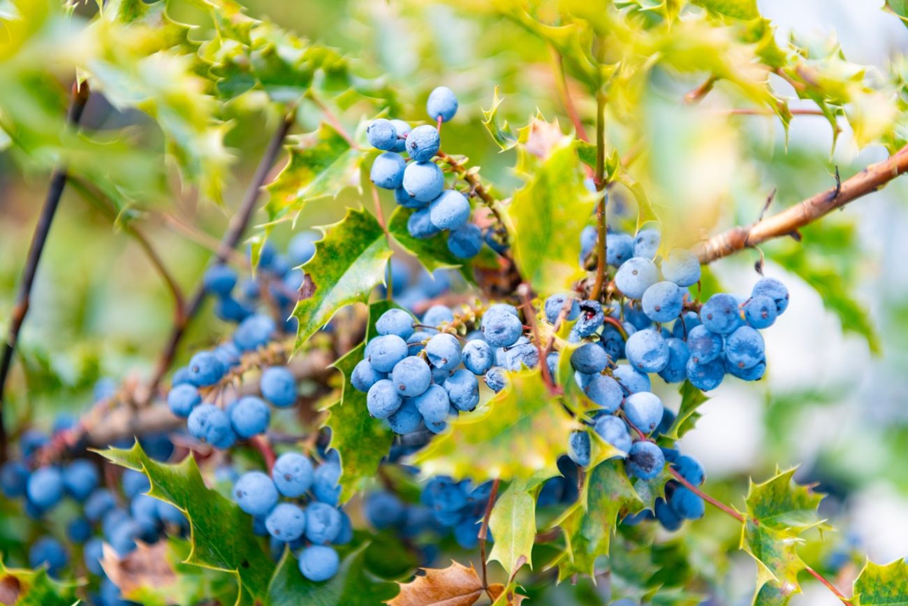Phytochemicals Of Oregon Grape Berberis Aquifolium