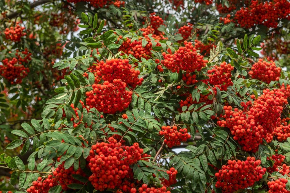 Rowan (Sorbus aucuparia)