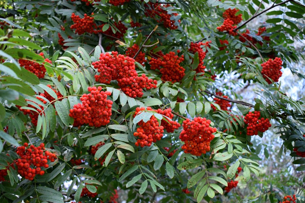 Rowan (Sorbus aucuparia)