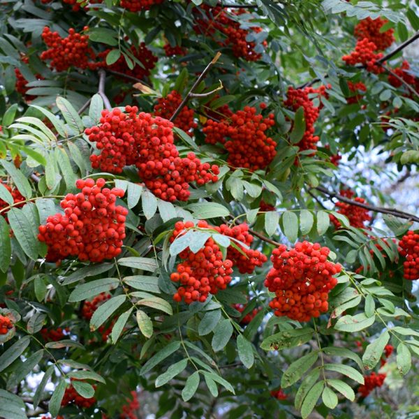 Rowan (Sorbus aucuparia)