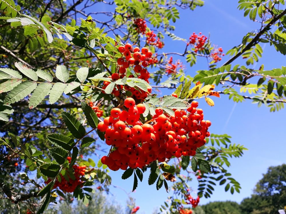 Rowan (Sorbus aucuparia)