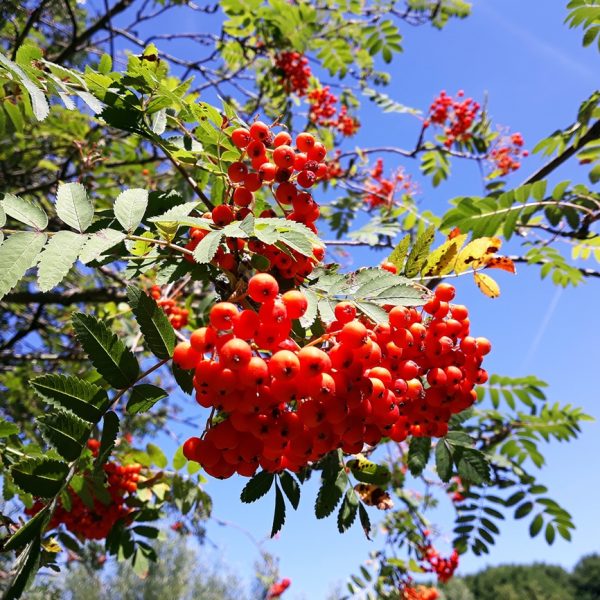 Rowan (Sorbus aucuparia)