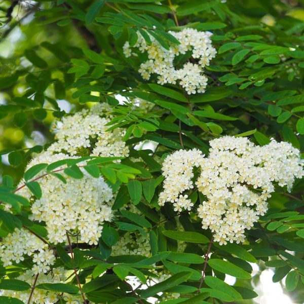 Rowan (Sorbus aucuparia)