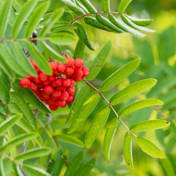 Rowan (Sorbus aucuparia)
