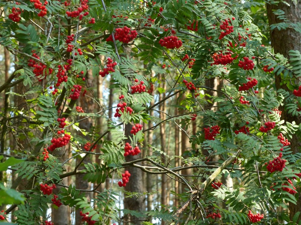 Rowan (Sorbus aucuparia)