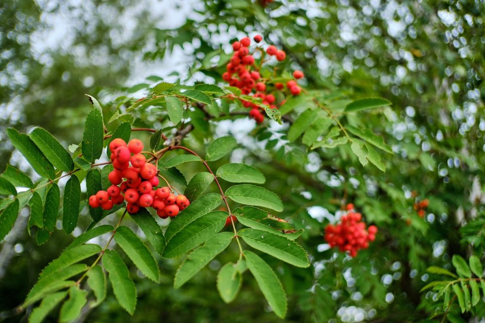 Rowan (Sorbus aucuparia)