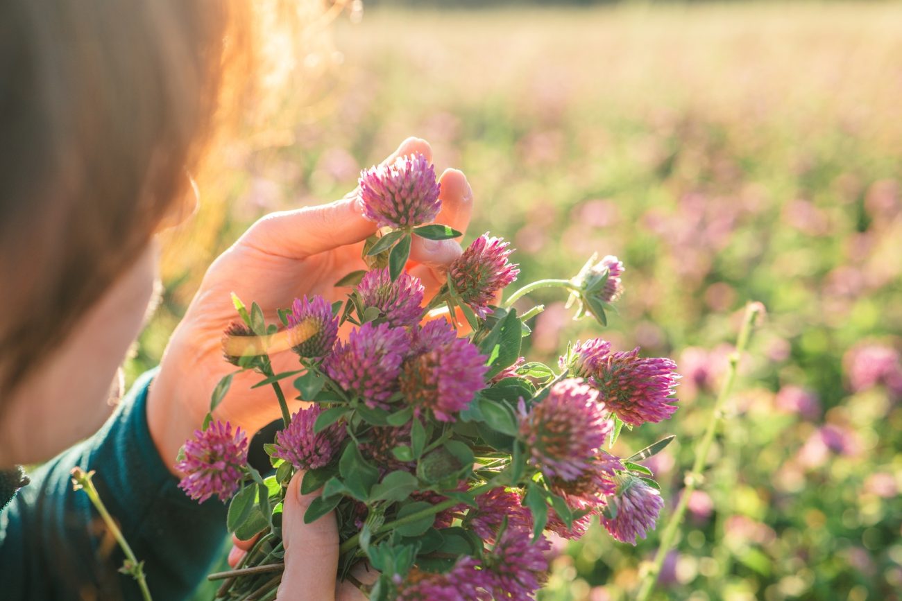 Phyto Oestrogens What Are They And Where Are They Useful