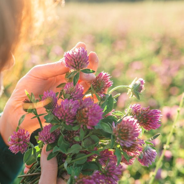 Phyto Oestrogens What Are They And Where Are They Useful