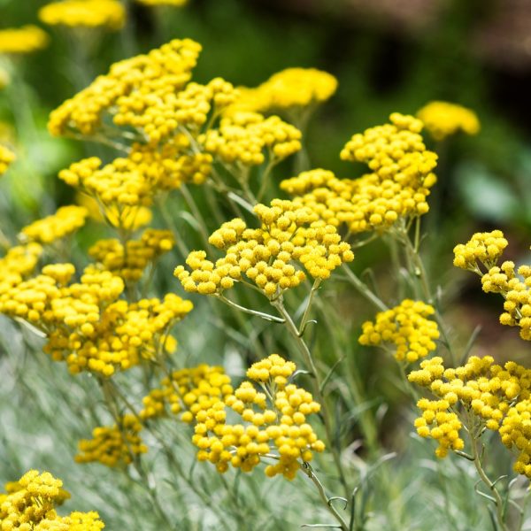 Helichrysum (Helichrysum italicum)