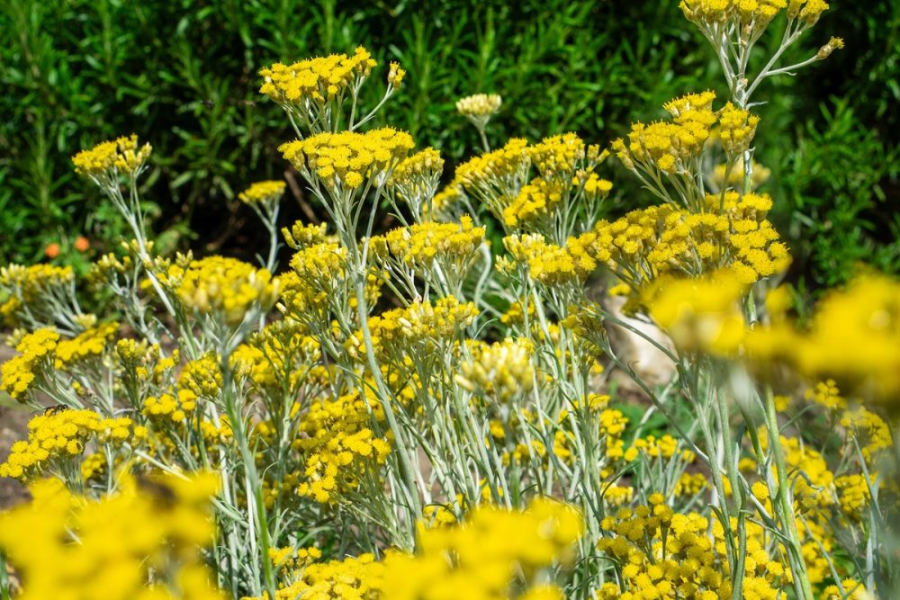 Helichrysum (Helichrysum italicum)
