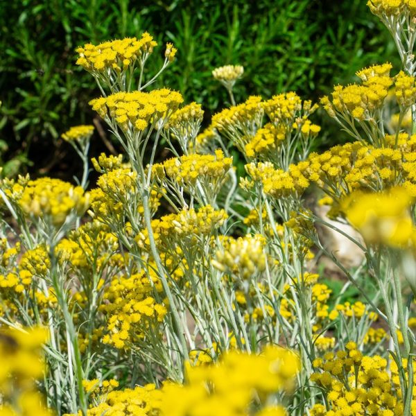 Helichrysum (Helichrysum italicum)