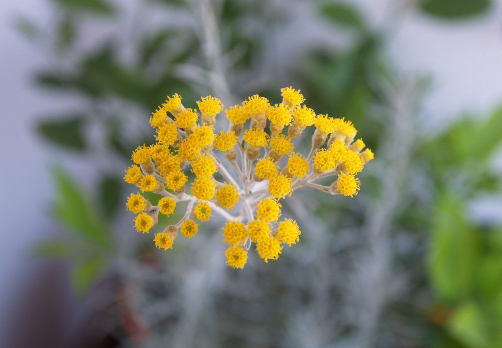 Helichrysum (Helichrysum italicum)