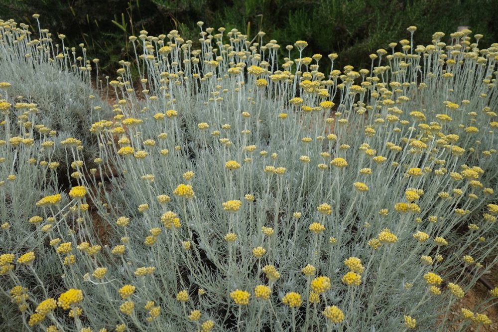 Helichrysum (Helichrysum italicum)