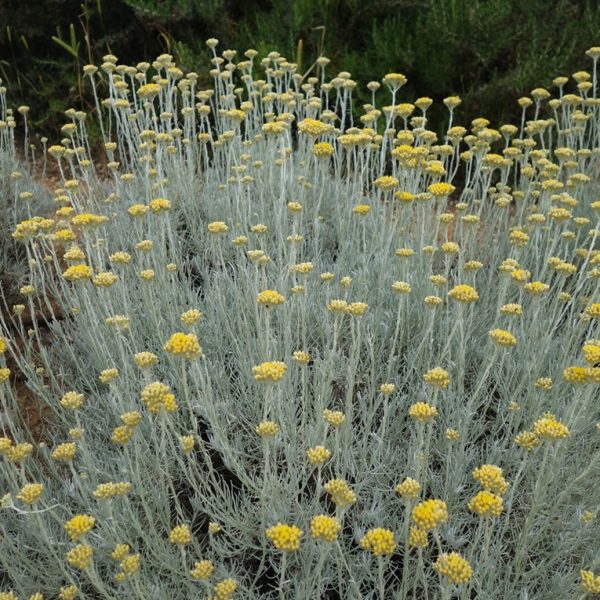 Helichrysum (Helichrysum italicum)