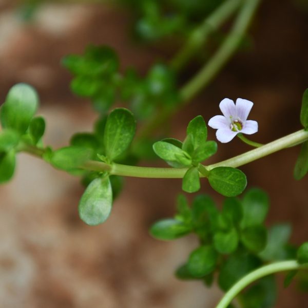 Herbal Nootropics Supporting Cognitive Health