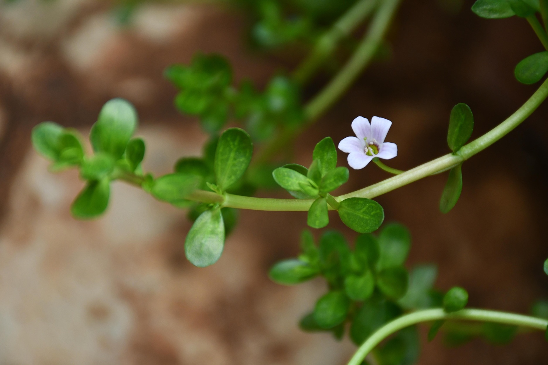 Herbal nootropics: Supporting cognitive health