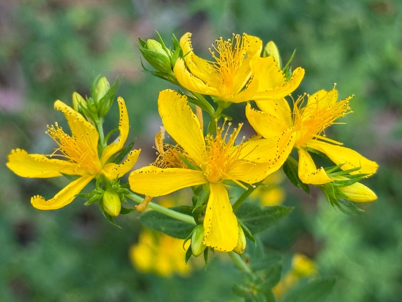 Treating Depression How St Johns Wort Compares To SSRIs