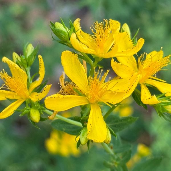 Treating Depression How St Johns Wort Compares To SSRIs