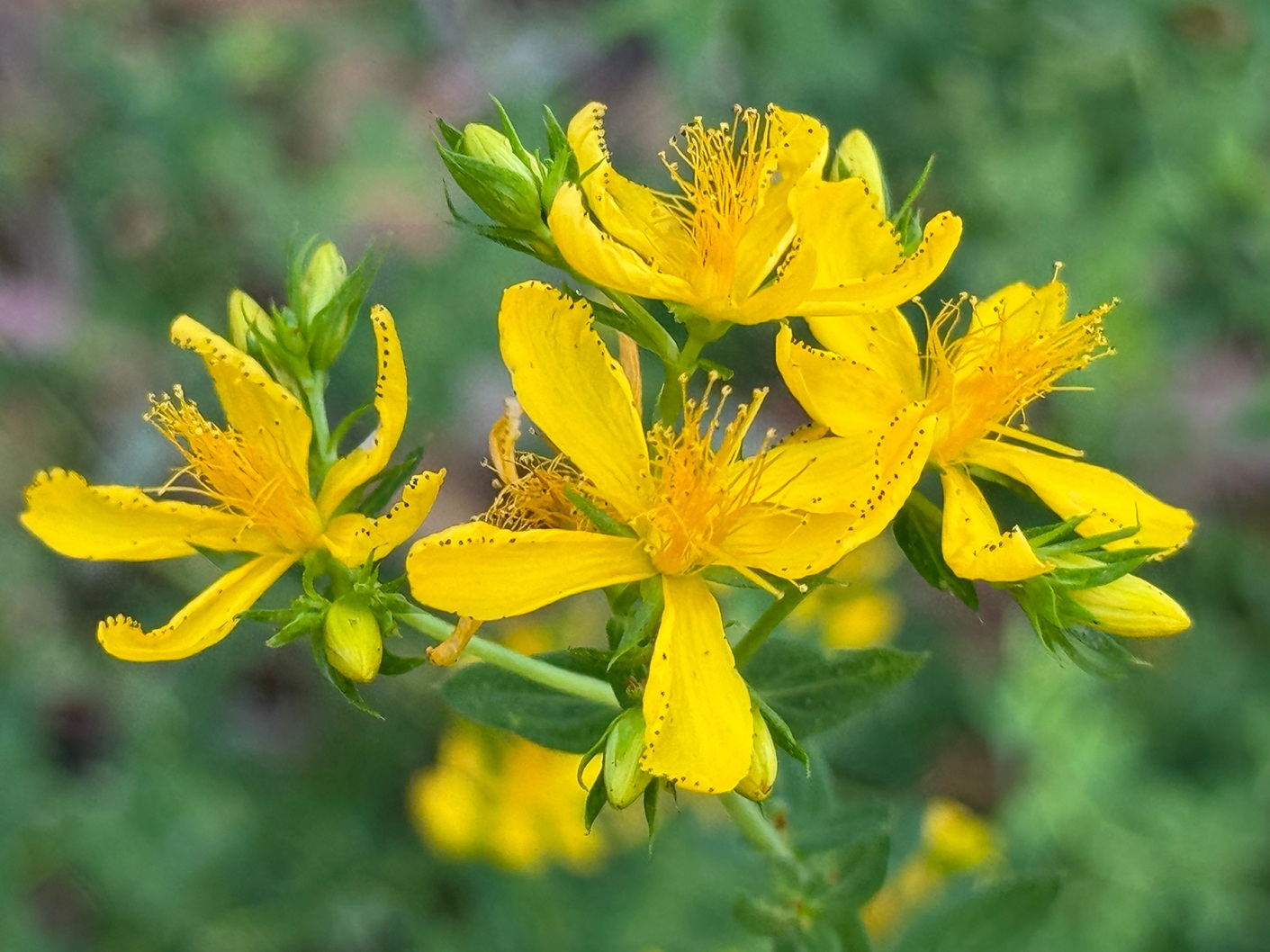 Treating depression: How St John’s wort compares to SSRIs