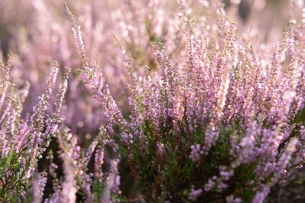 Heather (Calluna vulgaris)