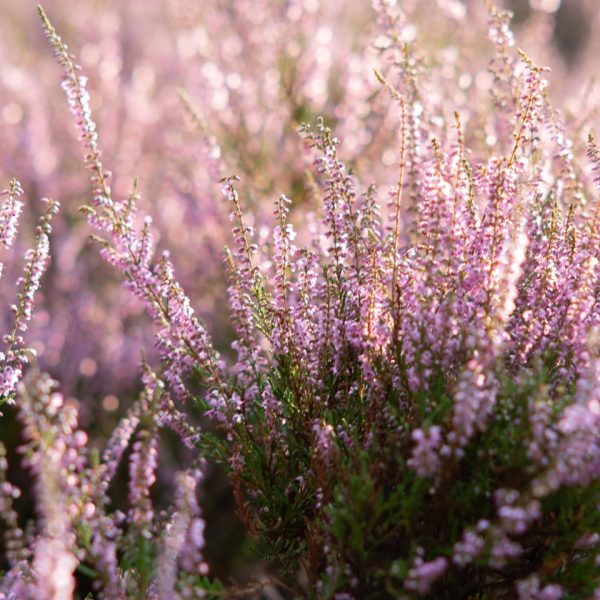 Heather (Calluna vulgaris)