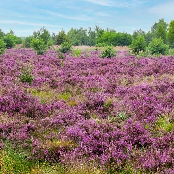 Heather (Calluna vulgaris)