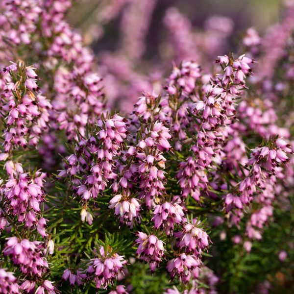 Heather (Calluna vulgaris)