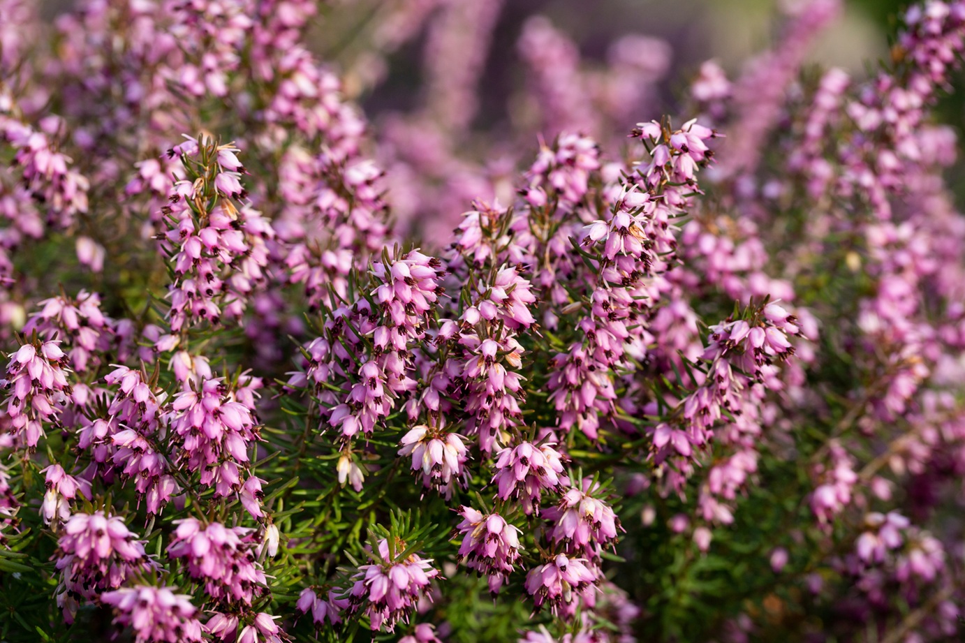 Heather