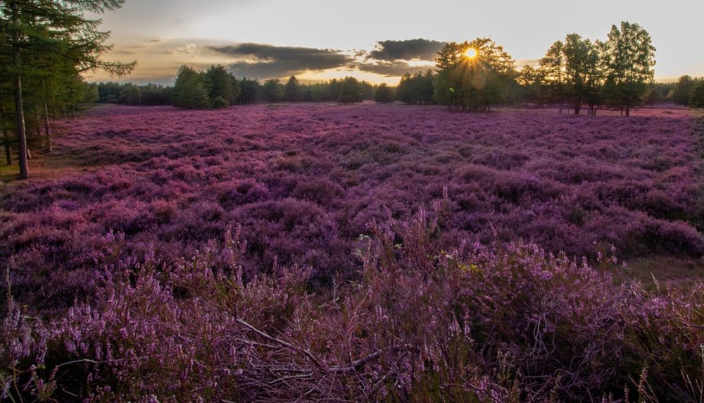 Heather (Calluna vulgaris)