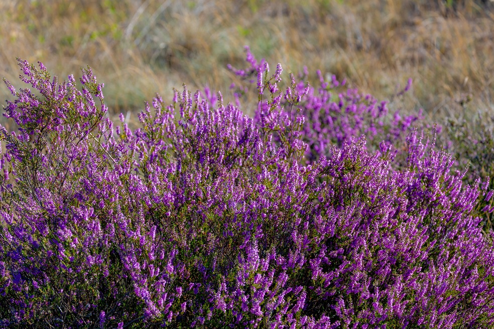 Heather (Calluna vulgaris)
