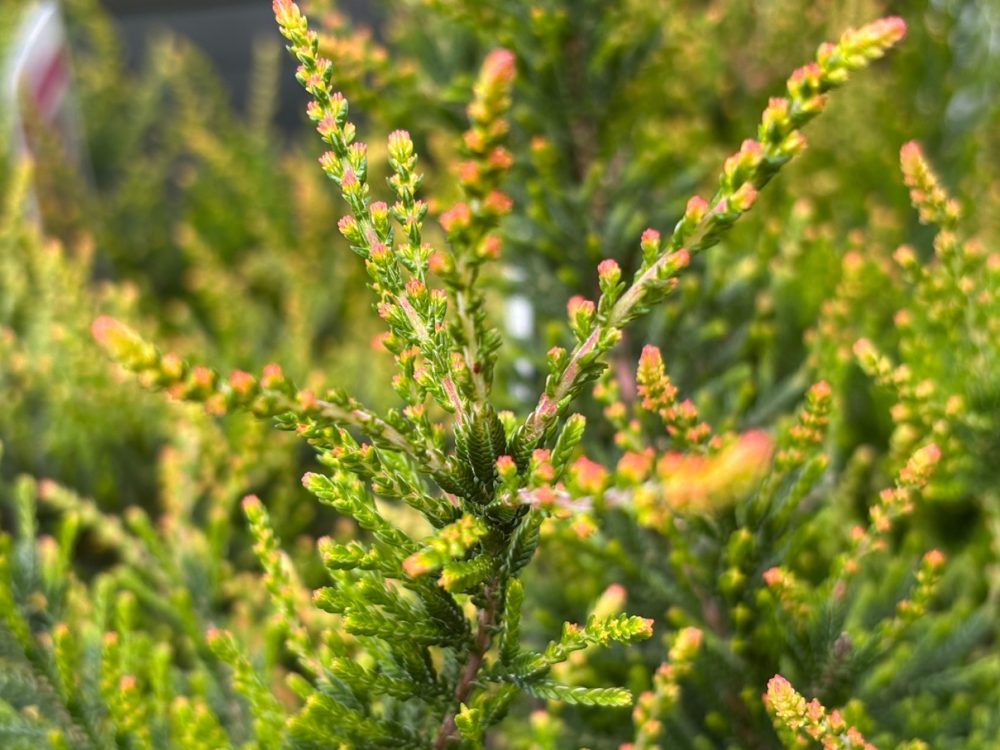 Heather (Calluna vulgaris)
