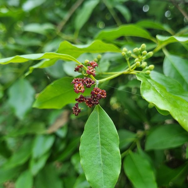 Sandalwood (Santalum album)