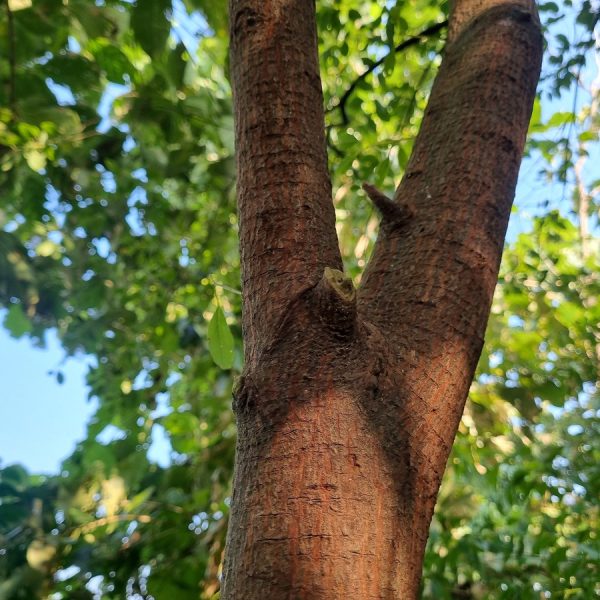 Sandalwood (Santalum album)