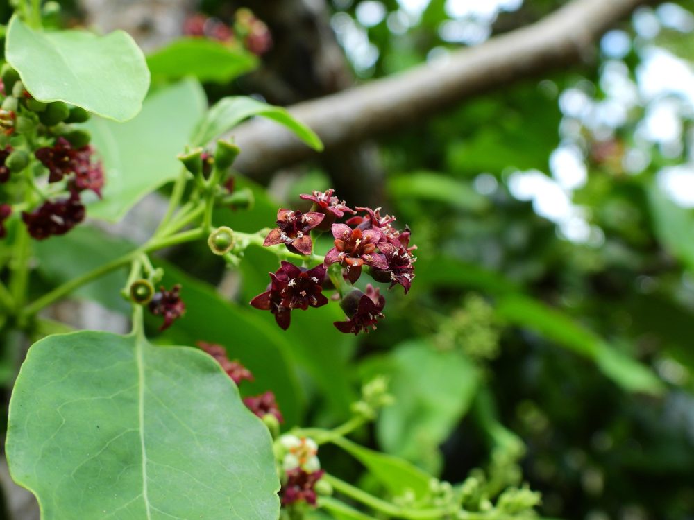 Sandalwood (Santalum album)