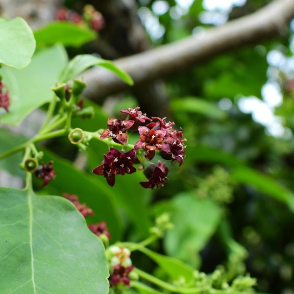 Sandalwood (Santalum album)