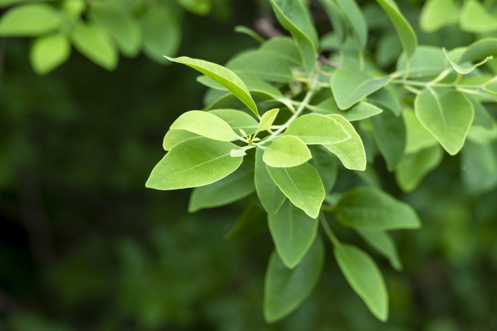 Sandalwood (Santalum album)