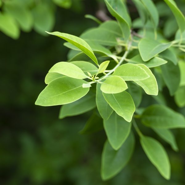 Sandalwood (Santalum album)